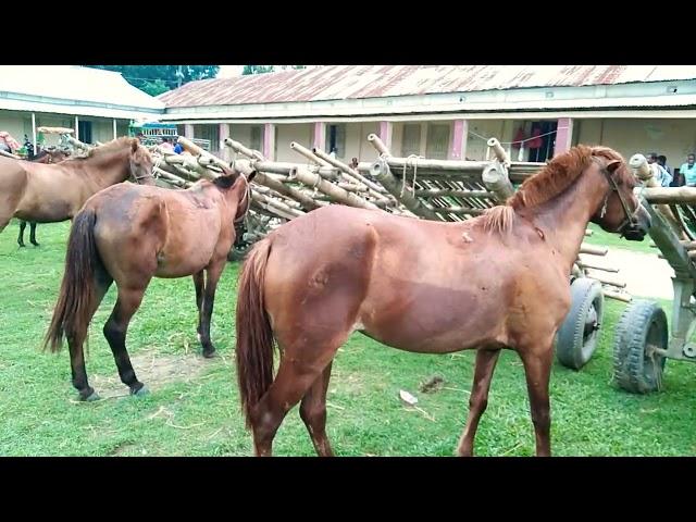 Horse Big Market Sylhet Gurar hat Bangladesh , village horse market from Sylhet - Bipul Agro BD