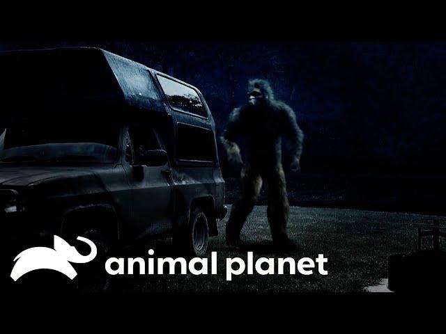 Sasquatch Attacks Man's Campsite | Finding Bigfoot | Animal Planet