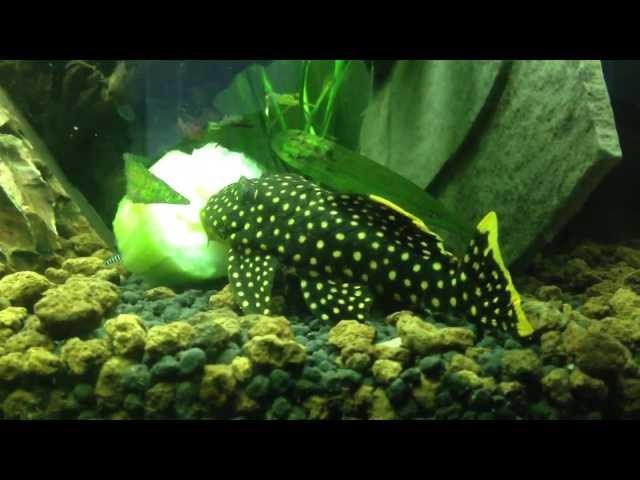 Full Size Gold Nugget Pleco eating Cucumber