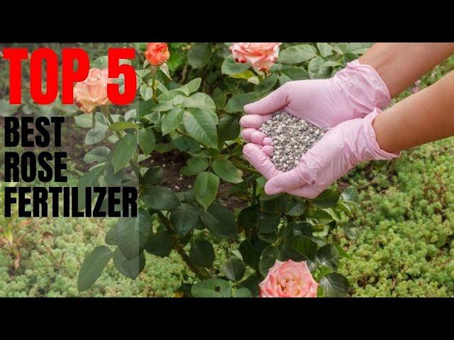  TOP 5: Best Rose Fertilizer | Fertilizer for Rose Plant 