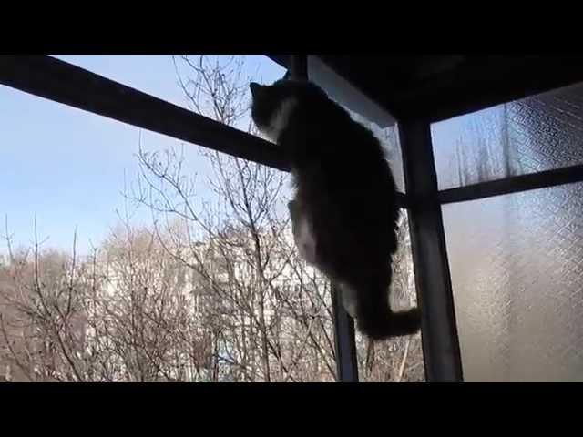 Кот-тарзан, обалдеть!(Côte Tarzan, stunned!)