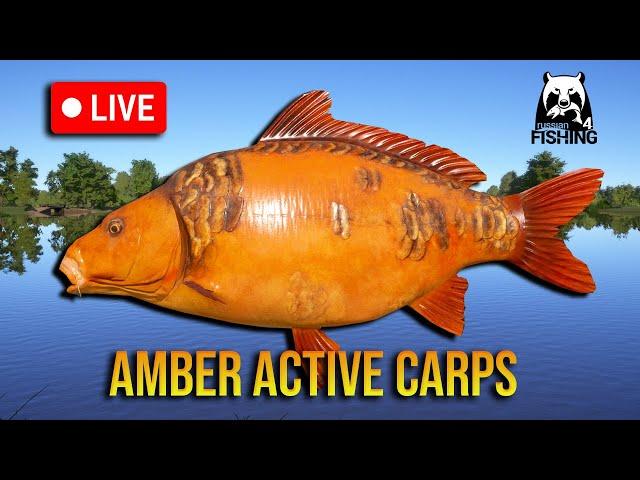 Time for Rare Carps on Amber - RF4