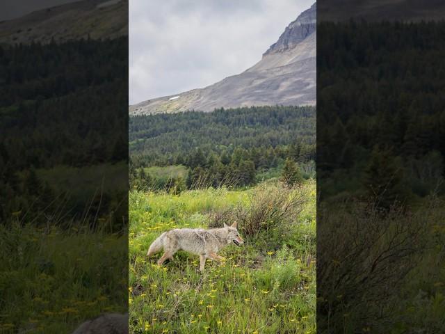 My Wildlife Photos Day 21: Coyote Wild