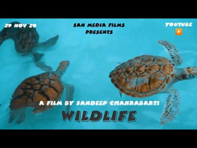 WILDLIFE (2020) // DOCUMENTARY FILM // SAN MEDIA FILMS // SANDEEP CHAKRABARTI