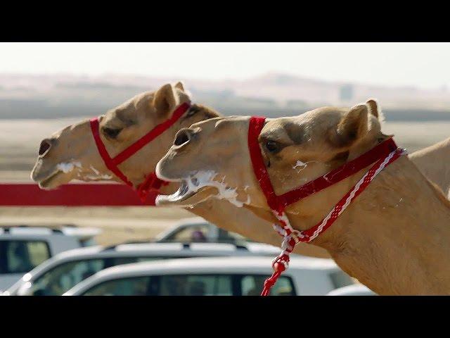 The One MILLION Dollar Camel Race! | Wild Arabia | BBC Earth