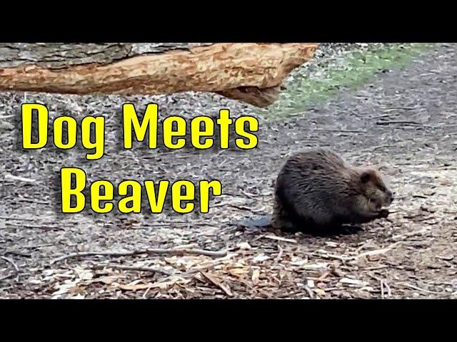 Dog vs Beaver - What Could Go Wrong?