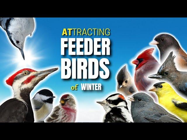 Feeder Birds You Can Attract To Your Winter Backyard | North America