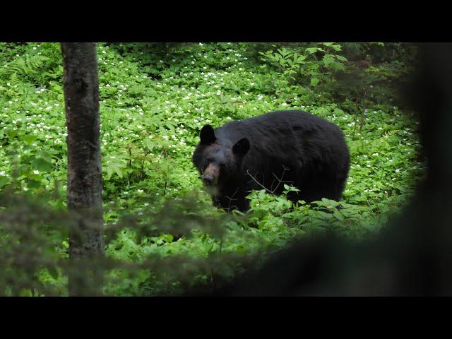 DEUX ours noir au Nouveau-Brunswick | Roadhunt - Saison 4 Épisode 1