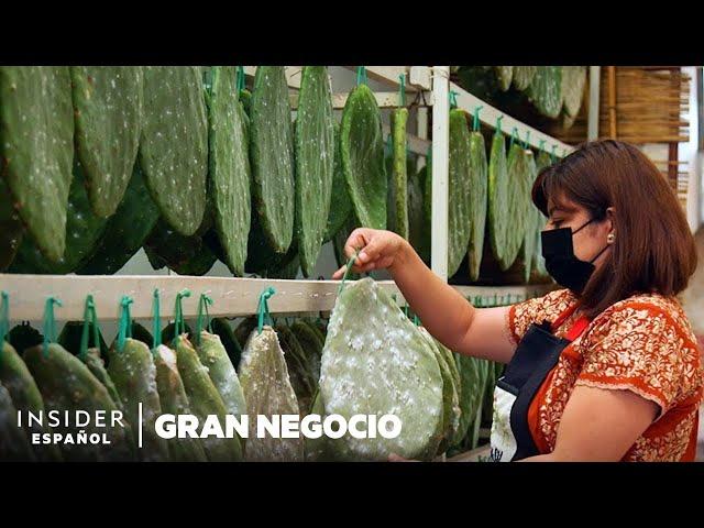 Por qué el insecto de cactus en tintes rojos vale $35.000.000.000 | Gran negocio | Insider Business