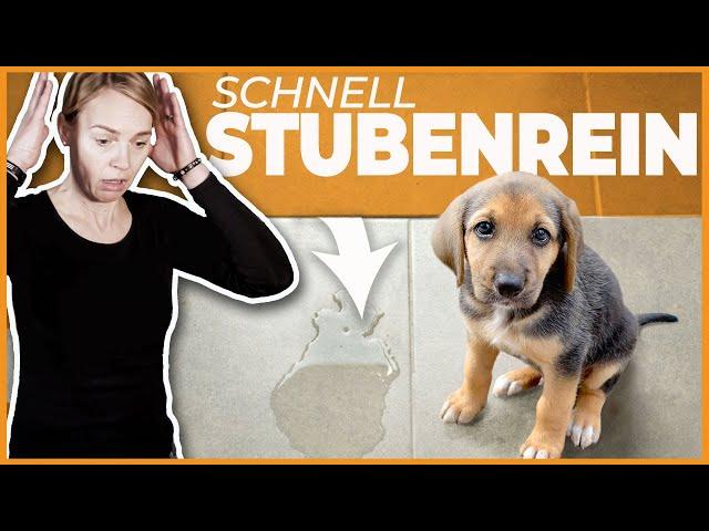 Stubenreinheit Welpe oder erwachsener Hund I 4 Tipps wenn der Hund in die Wohnung macht