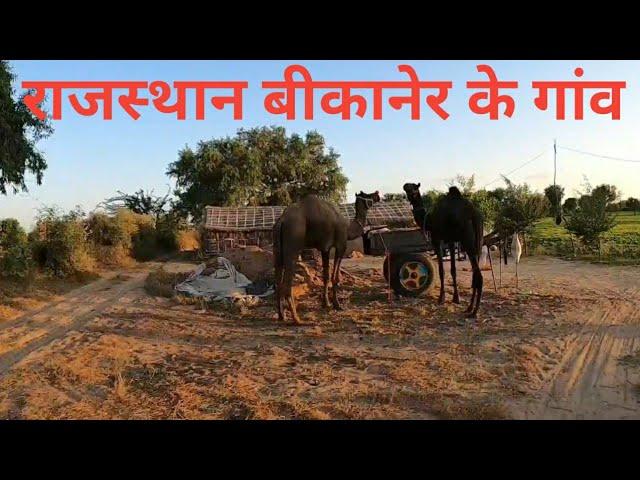 राजस्थान के गांव | Bikaner |Desert Village Rajasthan India | village life |