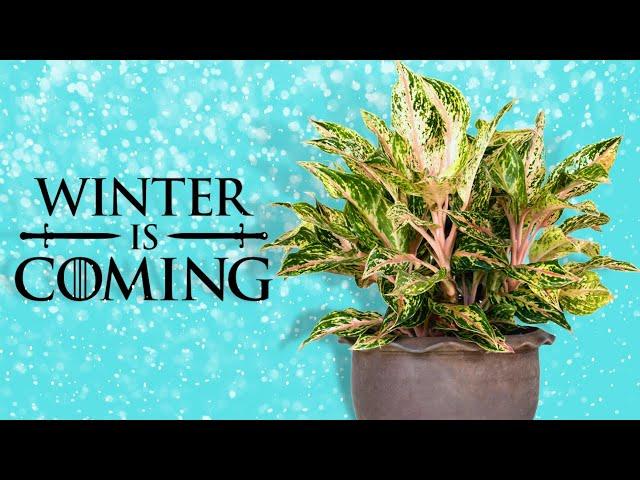 5 Tips to Keep Your Plants Alive This Winter