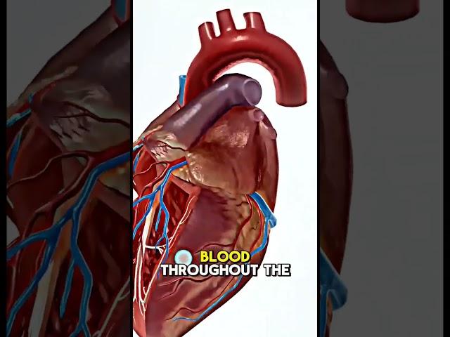 #anatomy #human #heart #structure #animation #biology #doctor #humanhear #medicine #neet #heart