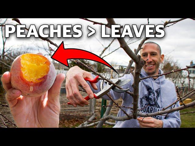 How to Prune a Peach Tree in 4 Simple Steps!