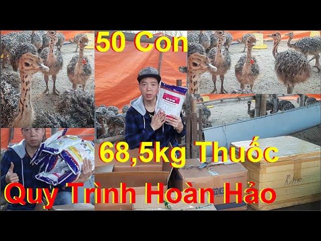 Quy Trình Hoàn Hảo Nuôi Đà Điểu, PHUONG NAM TV, Trang Trại Đà Điểu Phương Nam