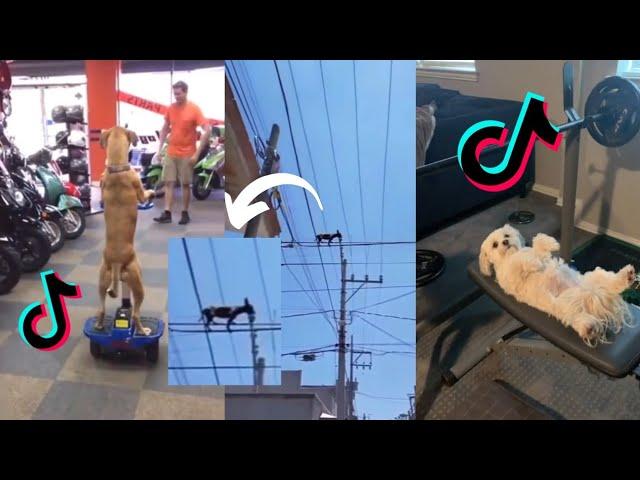 WHAT DA DOG DOIN Tik Tok Compilation