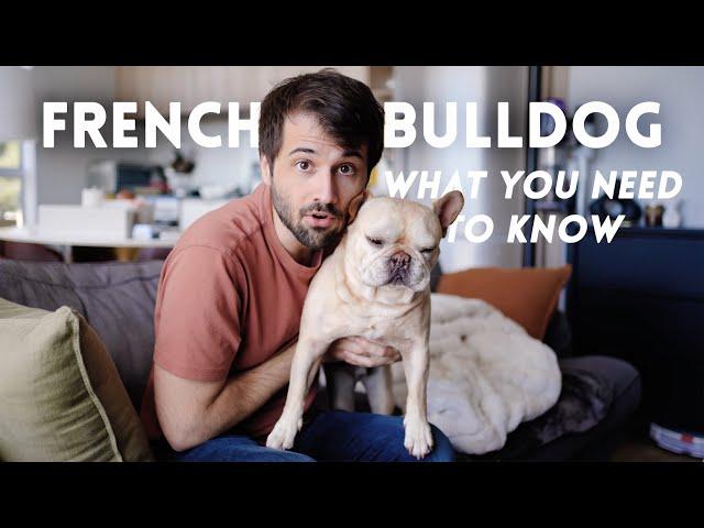 French Bulldog 101: The Pros and Cons of Owning One - TIPS I learned after 5 years