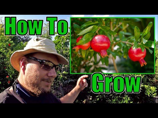 How To Grow An Abundance Of Pomegranates At Home | Gardening Tips That Work!