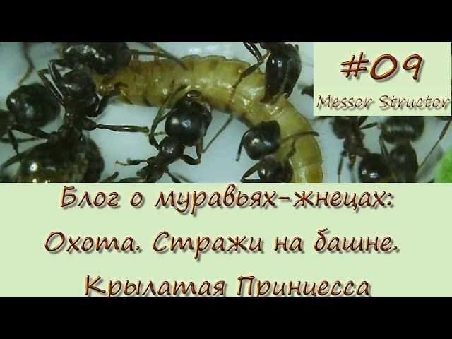 Блог #09: Охота. Стражи на башне. Крылатая принцесса