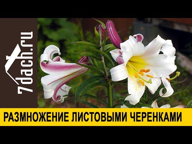  Как размножить лилию летом? Листовыми черенками! - 7 дач