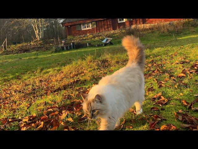 Nature walk with cat. Old cottage, serene lake, autumn colors and non compliant cat. Nature sounds.