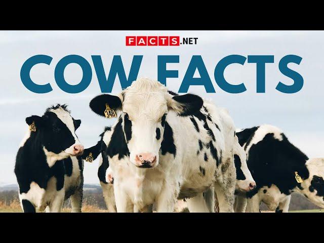 Cow Facts Beyond Your Milk Carton