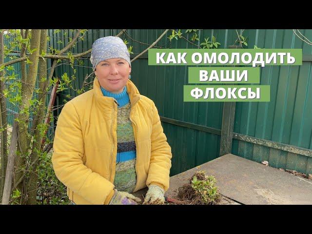 Омолаживаем старые флоксы