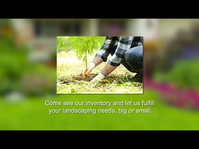 Plant Delivery in Saint Louis, Haegele Nursery