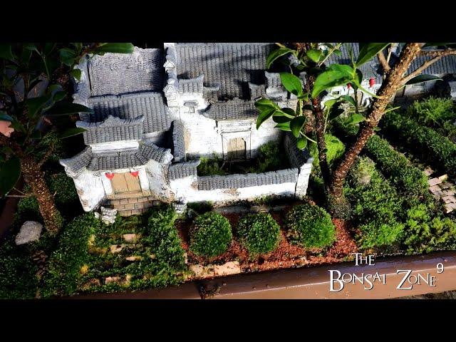 My Serissa and Chinese Village Penjing, Show Prep, Part 2, The Bonsai Zone, Oct 2022