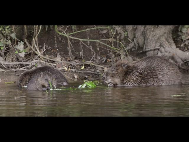 Cornwall Beaver Project