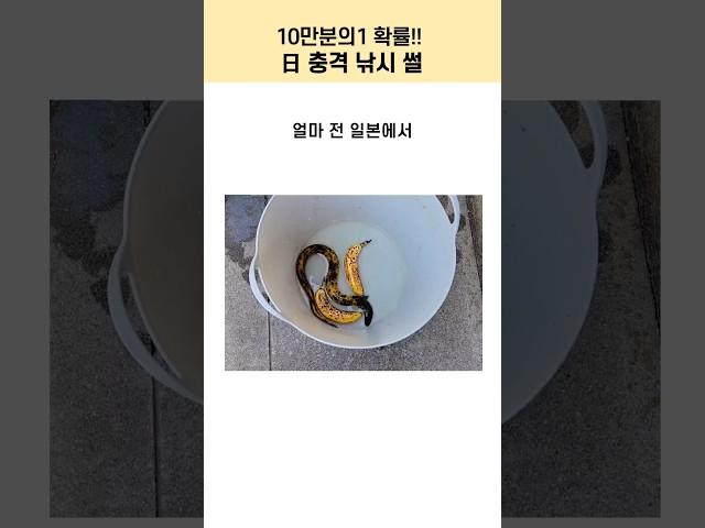 10만 분의 1 확률로 낚인 ‘바나나 장어’ㅋㅋ 이게 진짜임?