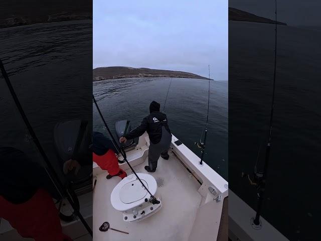 2 white seabass in 2 minutes
