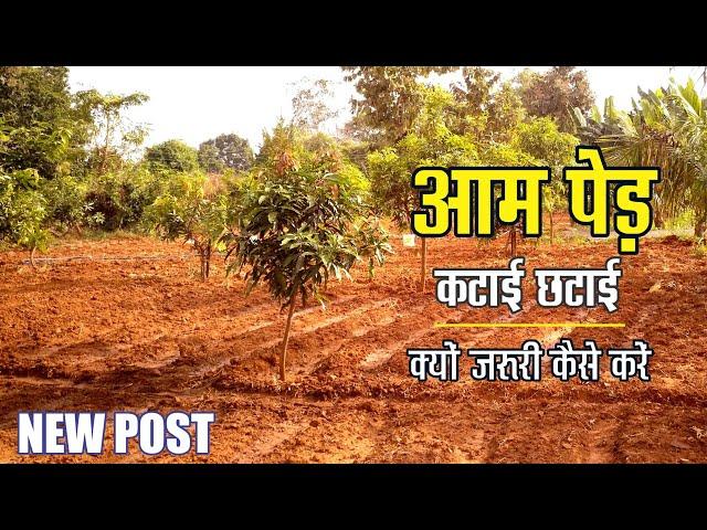 आम पेड़ की कटाई छटाई क्यो जरूरी कैसे करें। #pruning #pruning_benefits #mango #aam #agriculture