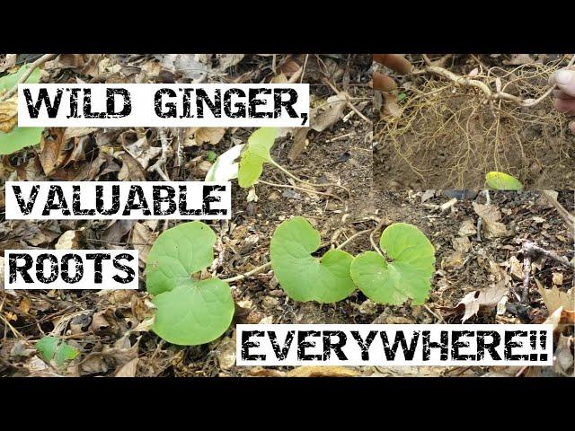 Wild Ginger, Valuable Roots Everywhere!