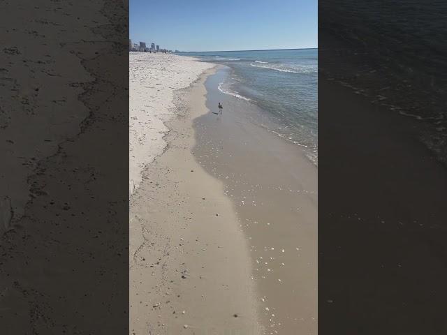 Beach Walk with a Feathered Friend