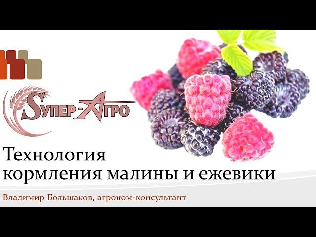 Питание малины и ежевики