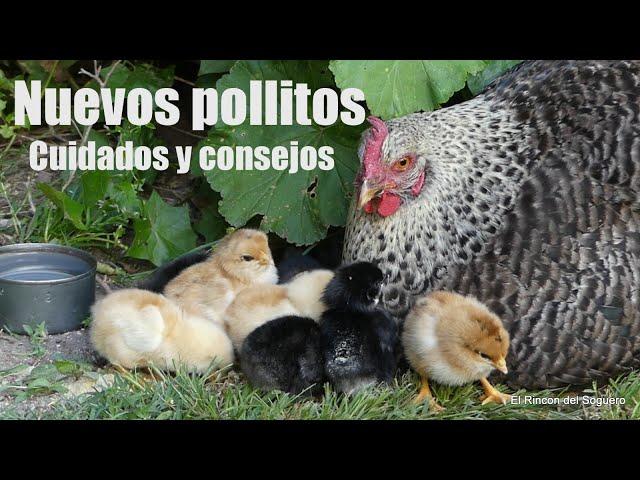 "Gallina Feliz cría hermosos pollitos en casa. (Cuidados y consejos ) "El Rincón del Soguero""