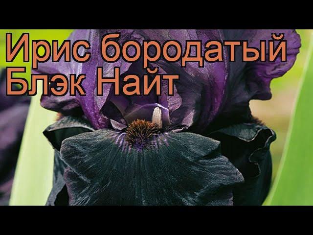 Ирис бородатый Блэк Найт (iris)  ирис Блэк Найт обзор: как сажать рассада ириса Блэк Найт