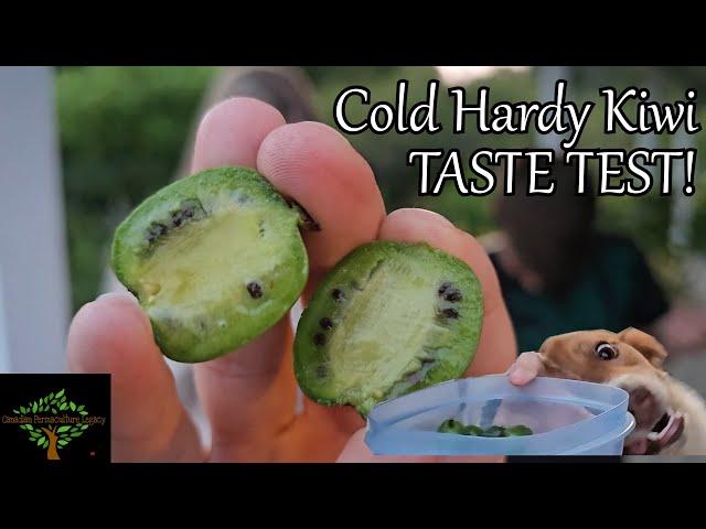 Kiwi Taste Test - Cold Hardy Arguta