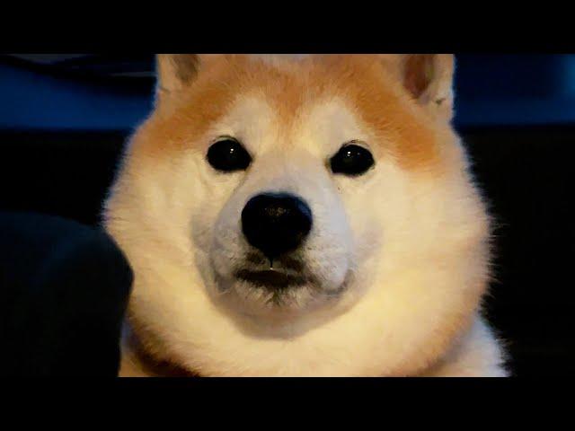 Shibe calmly settles things when a customer squeezes into the seat next to him.