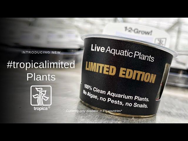 Introducing Tropica Limited Edition Aquarium Plants for EU countries