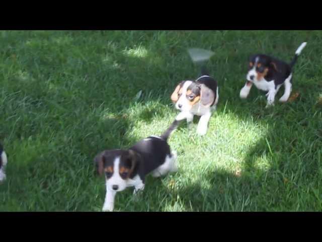 Beaglier Puppies - www.greenfieldpuppies.com