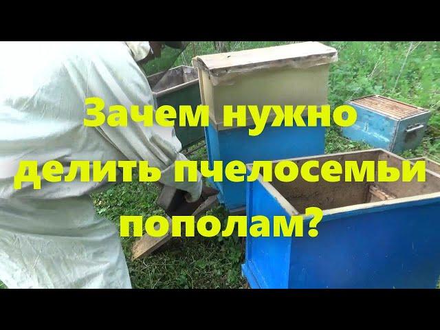 Пчеловодство для начинающих: работа на пасеке, деление семей пополам, и что пасека имеет от этого.
