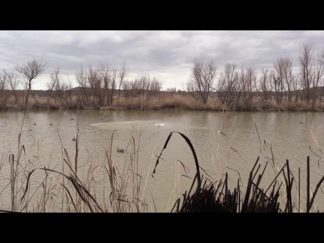 Greystone Castle Sporting Club Mallard Hunting