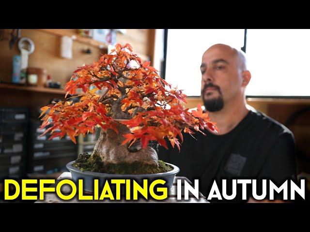 Defoliating Bonsai in Autumn: The Science Behind the Technique