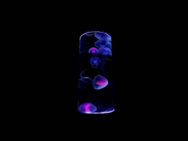 5 Jellyfish Night Light, No Audio