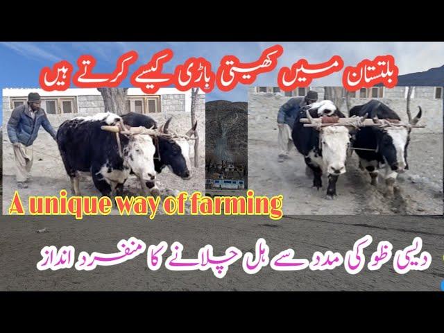 Ploughing field using Bull  Ox or Animal the field |Local Desi tareeqy se hal |Traditional ploughing