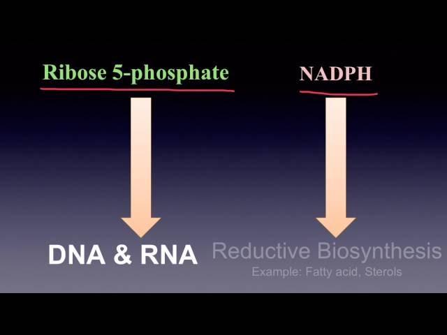 Pentose Phosphate Pathway