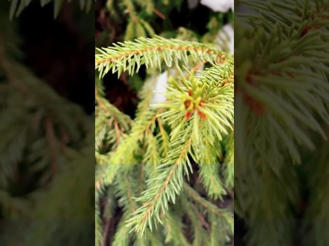 Видео пресет soft