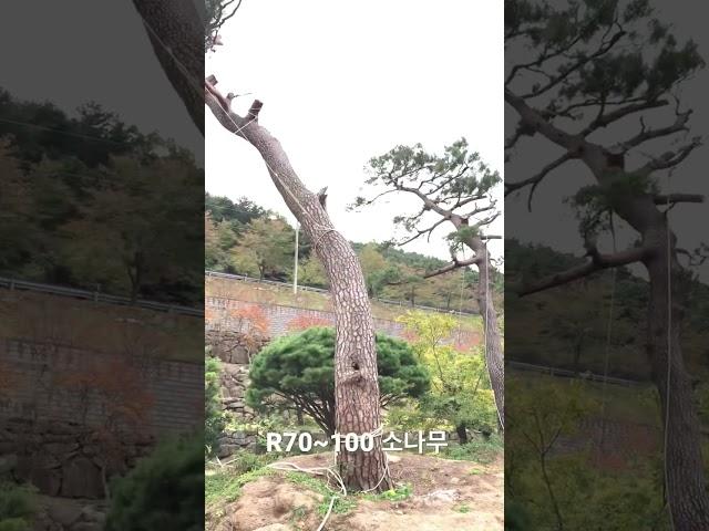 R70~100 소나무 장송 특수목 010-9315-8804
